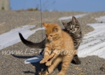 17 Pinky & Mampfi